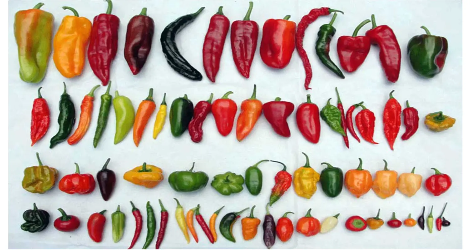 types de aji