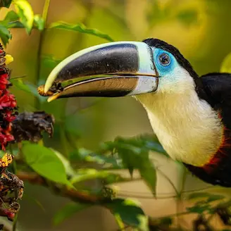 toucan en amazonie pérou